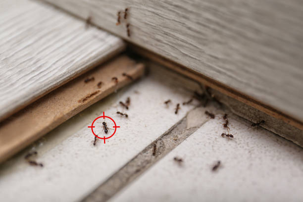 Wildlife Control Services in East Providence, RI