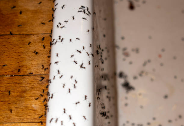 Best Spider Control Near Me  in East Providence, RI