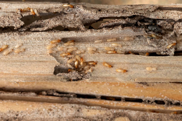 Best Bed Bug Extermination  in East Providence, RI