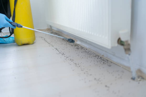 Best Wasp Removal Services  in East Providence, RI