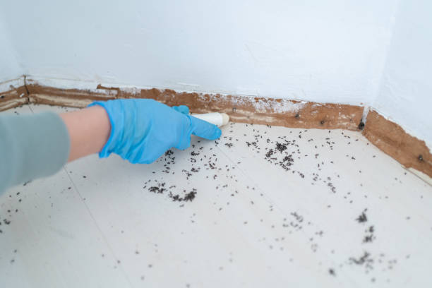 Best Pest Prevention Services  in East Providence, RI