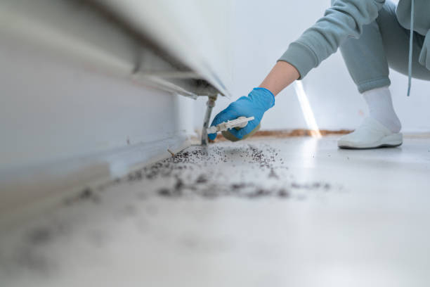 Best Mosquito Control Services  in East Providence, RI